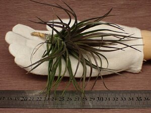 Tillandsia tenuifolia v.amethyst チランジア・テヌイフォリア アメジスト 468★エアプランツDF