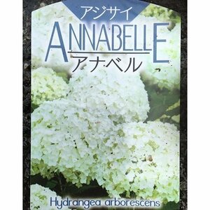 アジサイ アナベル 樹高0.4m前後 15cmポット （10本セット）（送料無料） 苗 植木 苗木