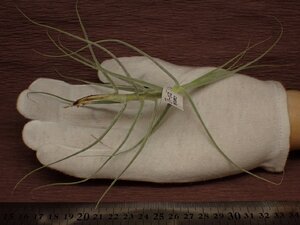 Tillandsia caerulea チランジア・セルーレア 411■エアプランツDF