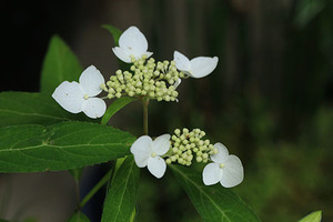 山野草　ヤマアジサイ　天城甘茶