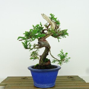 盆栽 真柏 樹高 約17cm しんぱく Juniperus chinensis シンパク “ジン シャリ” ヒノキ科 常緑樹 観賞用 小品 現品