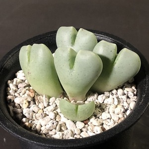 蝶羽玉　quaesitum　　 コノフィツム 　Conophytum 　多肉植物