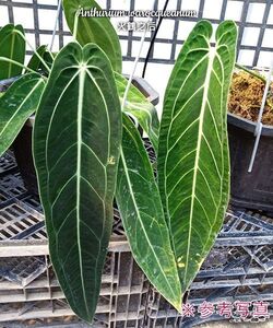 ☆台湾輸入株☆185 アンスリウム 植物☆Anthurium warocqueanum (アンスリウム)台湾