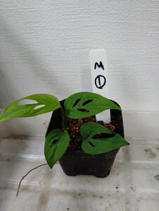 【写真現物】①monstera adansonii モンステラ・アダンソニー　テラリウム　コケリウム　パルダリウムなどに　熱帯植物　