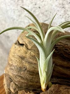 【Frontier Plants】【現品】チランジア・ハワイアンスプライト T. Hawaiian Sprite (T. Exserta Large Form x T. ionantha van-hyningii