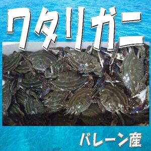 8【送料無料】　バーレーン産 ワタリガニ１０杯 同梱無制限！ 高級 ギフト 母の日 父の日 お中元 贈り物 景品 内祝 手土産 大量 御中元