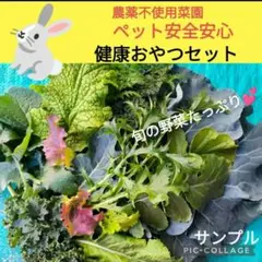 健康おやつセット　カーリーケール他旬菜たっぷり！