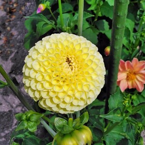 レモンカード ダリア 球根 ボール咲き 黄色 レモンイエロー 花壇 切り花 春植え球根 