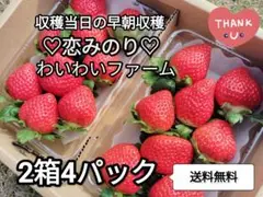 【2箱4パック】農家直送いちご♡恋みのり♡250ｇ×４P 収穫当日の発送