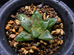 【多肉植物】ハオルチア 梅仙錦 / 斑入 Haworthia hyb. variegata