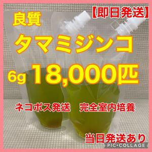 送料無料　良質　タマミジンコ18,000匹　生き餌　加温めだか　金魚　らんちゅう　産卵促進　色揚げ　育成スピードUPに