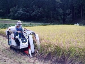 【特急発送】もち米10kg 鳥取県産ハクトモチ 上白米①