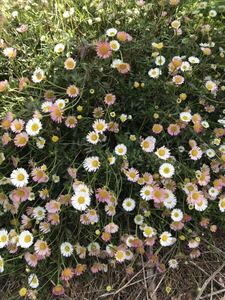 花の種☆エリゲロン☆源平小菊☆②☆2色咲きになり可愛い☆①として出品中の物より約5倍以上入ってお得です！