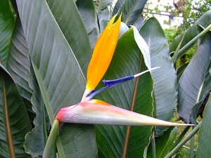 Strelitzia reginae ストレリチア　レギネ　極楽鳥花 種子 20粒