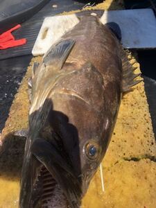 天然クエ「アラ」４.６kg：送料無料：佐賀県玄界灘産幻の最高級魚1匹の価格★真空パック冷凍:鍋や炙りで年末お正月用沖縄県北海道離島以外