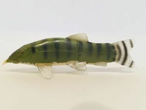 アユモドキ　魚類　魚　海　川　フィギュア　日本　生き物　生物　動物　ミニチュア　４８