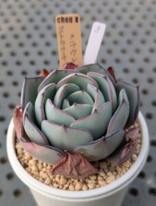 3.ストラクチフローラ×ラウレンシス 実生苗 エケベリア 国産 多肉 Echeveria