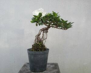 小品　根上がり　さつき盆栽　　◆華宝◆　　鉢　　　３号深