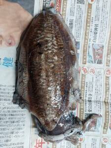 甲イカ大 約20cm