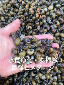 大粒ヒメタニシ　15個　苔取りや浄化に