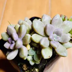 多肉植物 エケベリア❣️ダルマ秋麗❣️韓国苗育成 抜き苗 b127