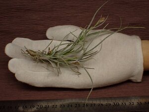 Tillandsia usneoides x T.recurvata form2 チランジア・ウスネオイデスxレクルバータ フォーム2 208■エアプランツPR