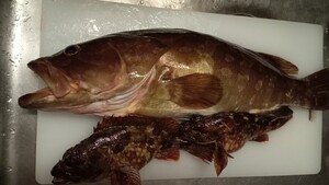 超高級魚　クエ　アラ　モロコ　1.14キロ　　対馬　天然　激安　オススメ　お得　鍋　刺し身　魚　大物 カサゴ　2匹　　お得