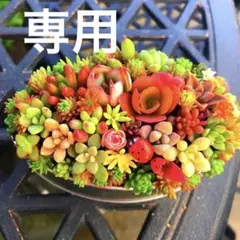 そのまま飾れる多肉植物寄せ植え　楕円鉢　管理書付