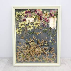 ▲インテリアに!!! 約56×44ｃｍ｜額入り 押し花 ｜ アートフラワー 押花 ハンドクラフト 　木製アクリル額入り■P3350