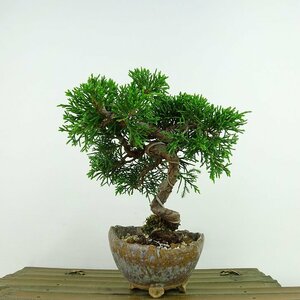 盆栽 真柏 樹高 約13cm しんぱく Juniperus chinensis シンパク ヒノキ科 常緑樹 観賞用 小品 現品