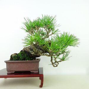 盆栽 松 黒松 樹高 上下 約21cm くろまつ Pinus thunbergii クロマツ マツ科 常緑針葉樹 観賞用 現品