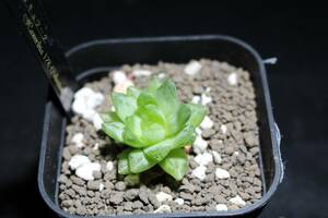 オキュラータ　Haworthia　ハオルチア