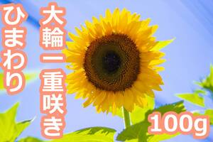 大輪一重咲きひまわり【1袋100g】まとめ買いがお得!!