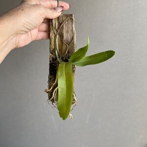 ガストロチルス オブリクースGastrochilus obliquus D53