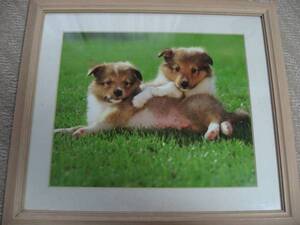 【中古美品・即決】 大変可愛い子犬２匹　・　FUJI COLOR FRAME M12 　額縁サイズ： 横：４１ｃｍ　縦：３６ｃｍ