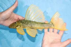 【淡水魚】【通販】極上 フルゴールド No1 ゴールデンアンジェリカスプレコ【個体販売】(±30cm)（プレコ）