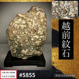 【水石復興イベント】 水石 盆栽 越前紋石 横12×高16.5(cm) 1.58kg骨董盆石古美術鑑賞石観賞石太湖石中国古玩 5855