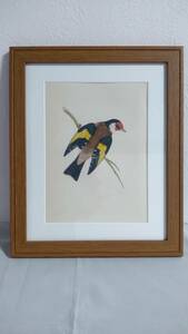 鳥の絵の額装品　ゴシキヒワ (Goldfinch)　木版画　木製フレーム　アンティーク