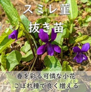 送料無料◆山野草◆スミレの根付き苗 5株 抜き苗 紫か薄紫色の花 （白い花の可能性もあります）耐寒性◎ 園芸 ガーデニング