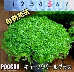 【毎朝発送】キューバパールグラス（6cmポット、水草、前景草、無農薬、スネールなし） 