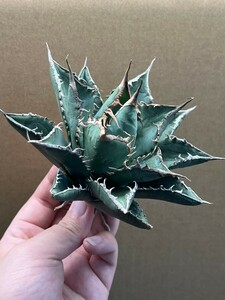 多肉植物　アガベ チタノタ　海王　強棘 超良型株　特選 MAXAGAVE 珍しい　大株 1