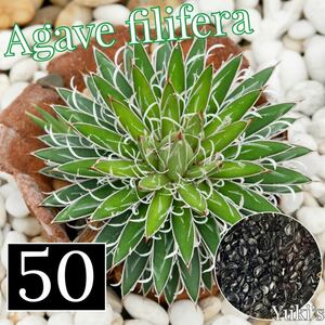 アガベ・フィリフェラ 種子x50[5月入荷！]Agave filifera