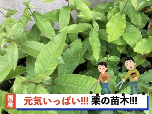 栗の苗木5本/2022年発芽/大粒の栗/幼木/植木/庭木/盆栽用/盆栽/筑波/銀寄せ/利平/丹沢