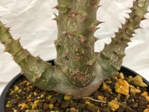 9387 「実生」パキポディウム ウィンゾリ　　植え【種から発芽・発根・Pachypodium windsorii・安定開始】