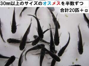 メダカ　オロチ　30㎜以上の若魚から成魚サイズ　20匹＋α（オスとメスが半数になるように心がけます）