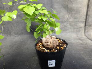 20　亀甲竜　Dioscorea elephantipes　アフリカ亀甲竜　3号ポリポット植え