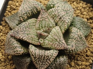 ■[Y052]海ほたるF2特黒×KyoS　実生　未繁殖【多肉植物　Haworthia　ハオルチア　ハオルシア】