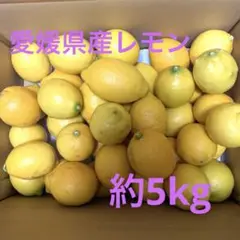 愛媛県産レモン　約5kg