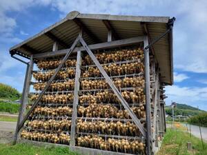 【贅沢な一口】淡路島産玉ねぎ！満足のいく食べごたえ　逸品3kg