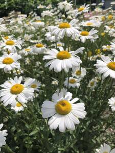 花種　フランス菊　宿根草　コーヒースプーン半分程　北海道より